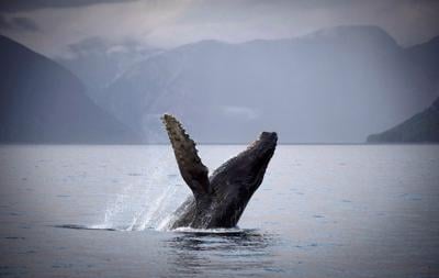 Fisheries Department investigating humpback death off B.C.'s Keats Island
