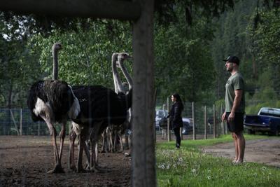 Dr. Oz offers to relocate B.C. ostriches facing cull, but owners decline help