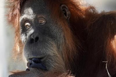 Un orang-outan s'échappe brièvement de son habitat au Zoo de Toronto