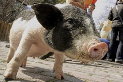 Behind the story of the decades-long journey of xenotransplantation
