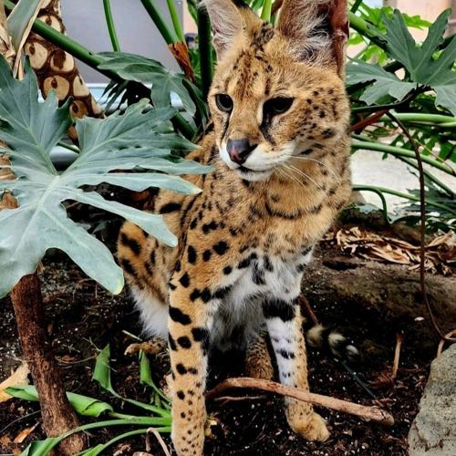 Owner of Gary, the African serval, says animal will suffer under B.C. exotic cat ban