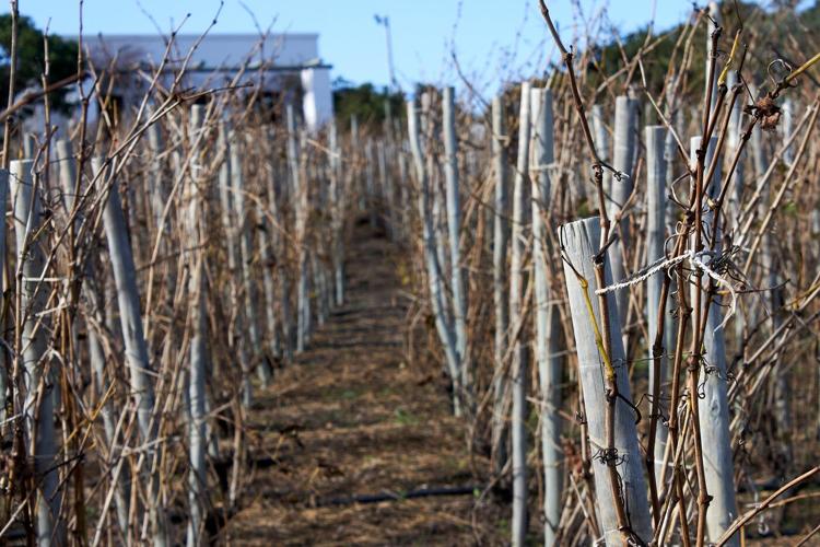 A COVID lockdown led this woman to plant a vineyard at her parents' home. Now a dream is realized