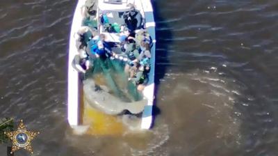 Injured mother manatee and calf are rescued in Florida and taken to SeaWorld