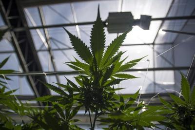 Accusations contre les ex-dirigeants de CannTrust: un ancien employé témoigne