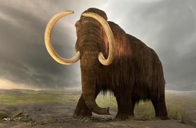 Climate activists splash Royal B.C. Museum's mammoth 'Woolly' with pink paint