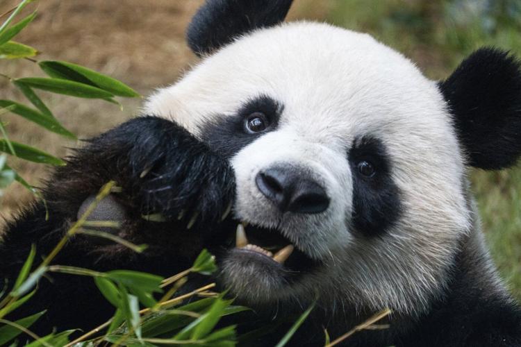 PHOTO COLLECTION: Hong Kong Panda