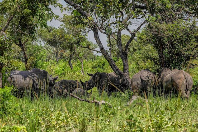 On World Rhino Day, South Africa marks progress but still loses a rhino daily to poachers