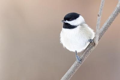 At 25, Backyard Bird Count shows power of citizen science