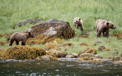 Ecotour grizzlies less likely to encounter conflict with humans, B.C. study suggests