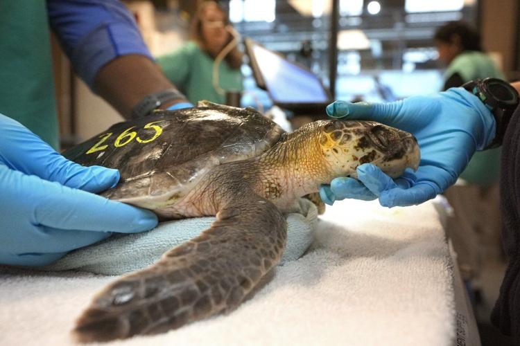 Global warming fills New England's rich waters with death traps for endangered sea turtles