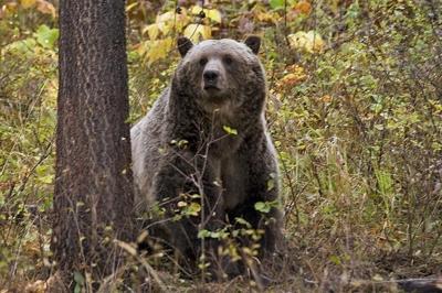 Wildlife conservation groups sue over lack of plan for railroad to reduce grizzly deaths in Montana