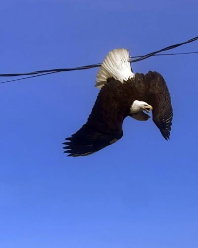 Fighting bald eagles freed from power line in Surrey, B.C.