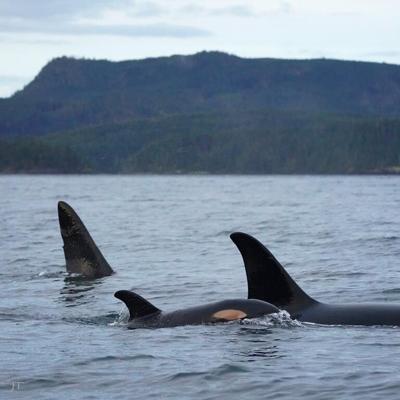 B.C. film company fined for flying drone too close to killer whales