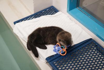 A sea otter pup found alone in Alaska has a new home at Chicago's Shedd Aquarium