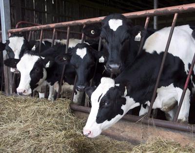 'Frustrating': Veterinarians urge regulatory changes as medicine shortages mount