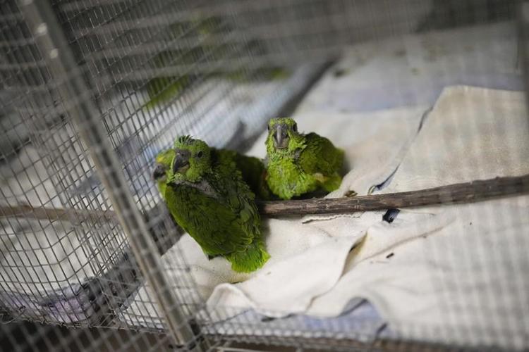 Chirping sounds lead airport officials to bag filled with smuggled parrot eggs