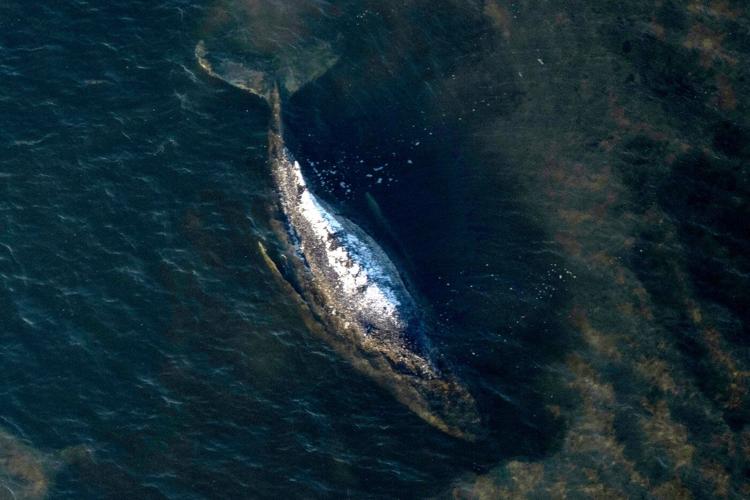 Here's what to know about Timmy, the humpback whale whose life and death captivated Germany