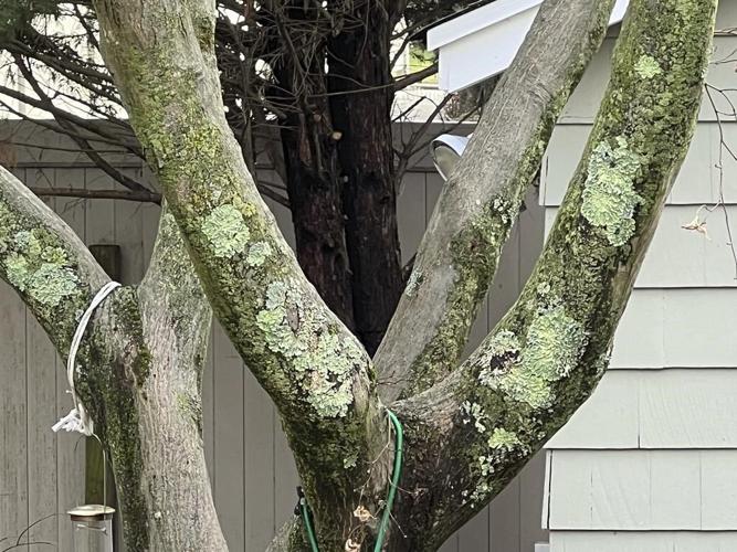 Should you worry about lichens, moss, algae on trees?