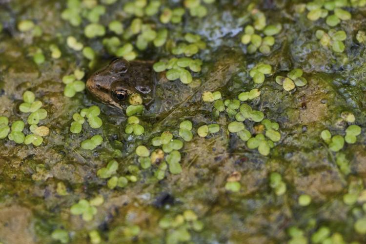 The call of a native frog is heard again in Southern California thanks to help from Mexico and AI