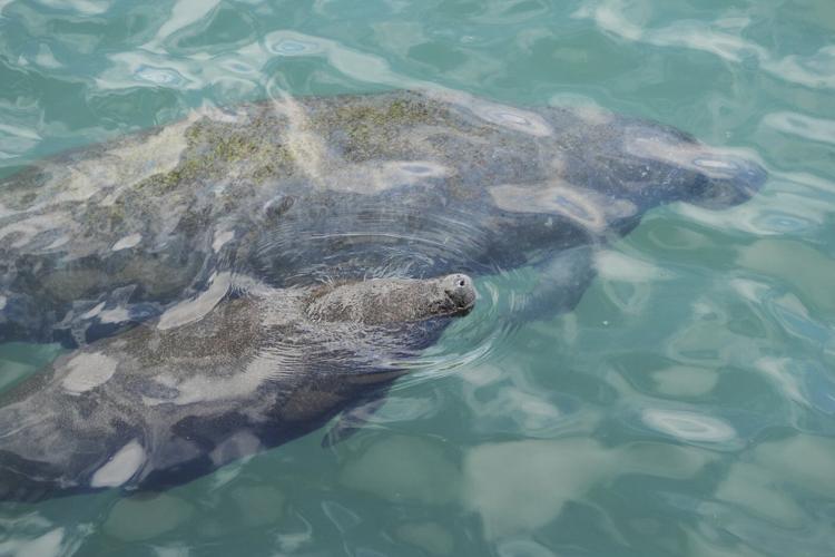 Manatees congregate in warm waters near power plants as US winter storms graze Florida