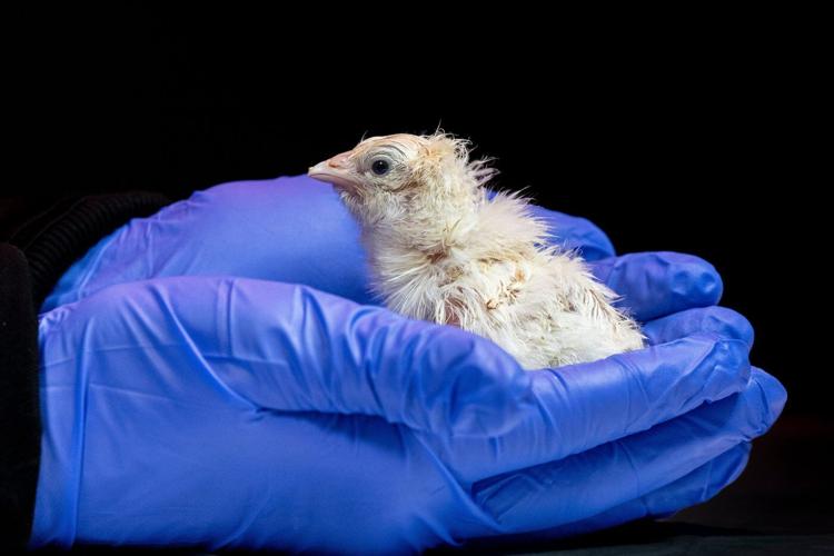 A de-extinction company has hatched live chicks from an artificial eggshell