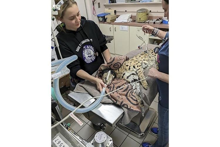 'Cocaine cat' escaped owner, will now live at Cincinnati Zoo