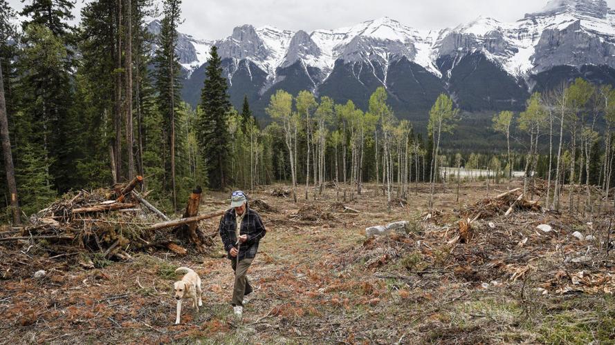 Logging, pruning and anxiety in Banff ahead of first summer since Jasper wildfire