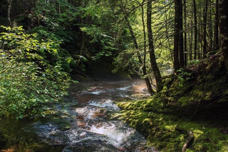 Nature Conservancy of Canada acquires Acadian seaside forest for new reserve in N.B.