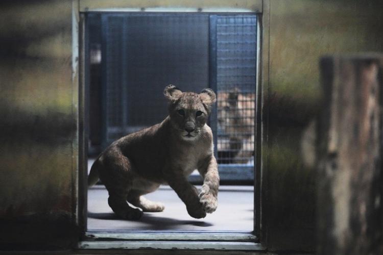 Czech zoo welcomes 4 rare Barbary lion cubs whose population is extinct in the wild