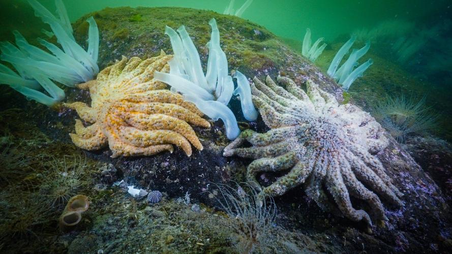 Canadian researchers solve 12-year mystery of sea star wasting disease