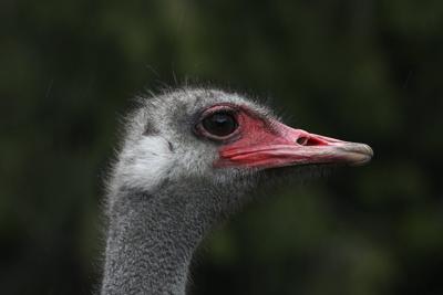 Danielle Smith backs 'better way' than cull at B.C. ostrich farm hit by avian flu