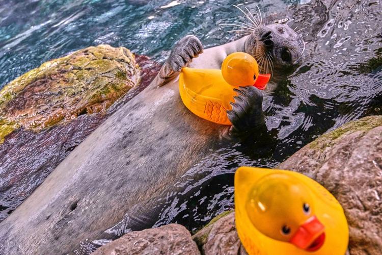 Reggae the seal uses rubber ducks for daily enrichment training at Boston aquarium