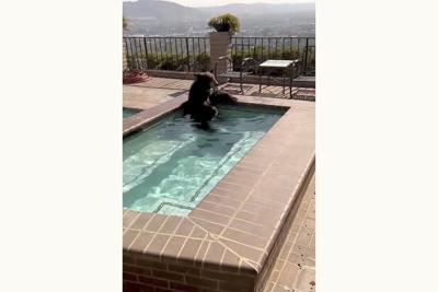 In summer heat, bear spotted in Southern California backyard Jacuzzi