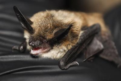 It's almost Halloween. That means it's time for a bat beauty contest