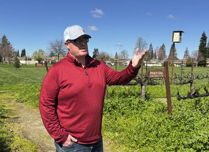 California's wine industry leery of tariffs, but some growers hope they help