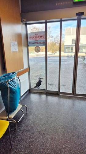 An injured seabird pecks at an emergency room door, prompting its own rescue