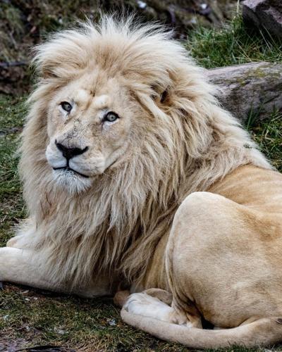 Fan-favourite lion put down at Toronto Zoo after months of veterinary care