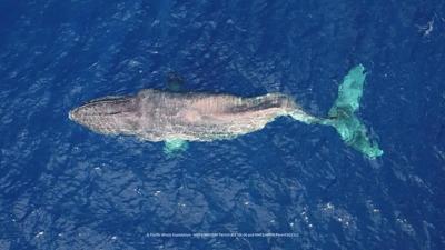 Une baleine tenace traverse le Pacifique avec la colonne vertébrale brisée