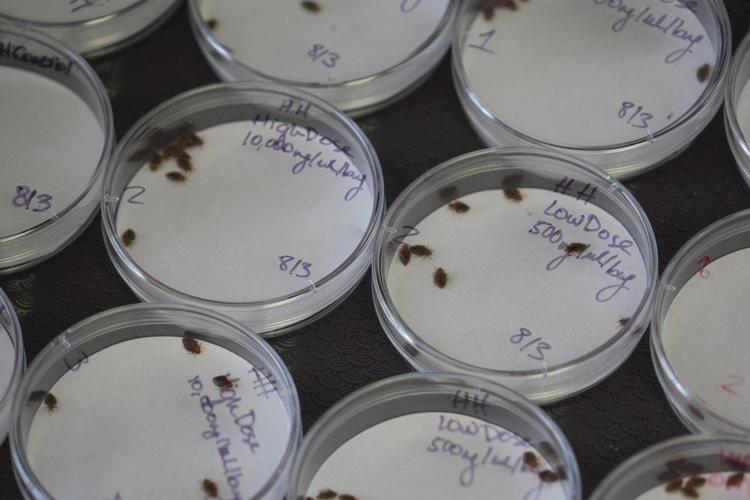 Bedbugs can cause people to lose sleep - and blood. Here's what to do about them