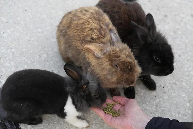 Fuzzy invasion of domestic rabbits has a Florida suburb hopping into a hunt for new owners