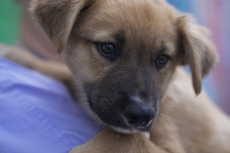 Puppies rescued from flood-stricken Texas arrive at Chicago shelter