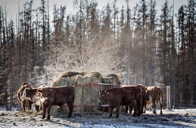 Claims that countries plan to engineer an 'ethical global famine' are false