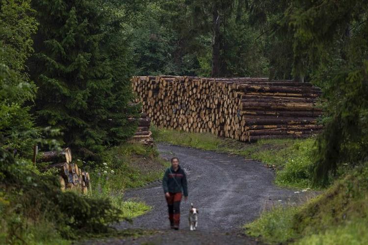 Bark beetles are eating through Germany's Harz forest. Climate change is making matters worse