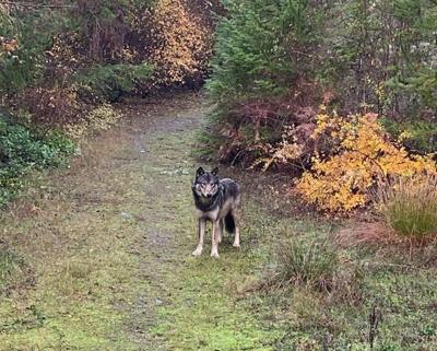 Wily wolf-dog, dubbed WD-40, gives rescuers the slip on Vancouver Island