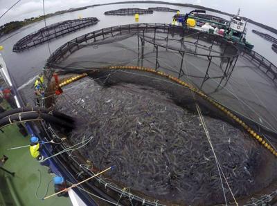 N.B.-based Cooke acquires salmon farming operations across Atlantic Canada
