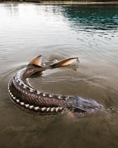 B.C. First Nations seek action on sturgeon deaths, after court blamed declines on dam