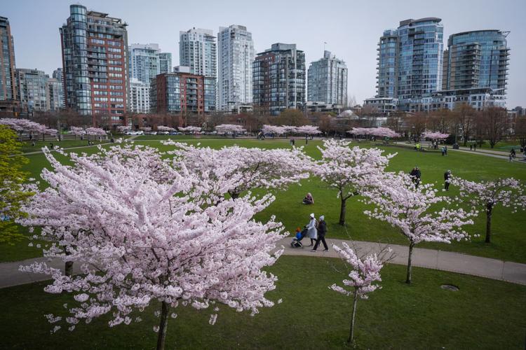 Photo-Gallery-BC-Cherry-Blossoms 07
