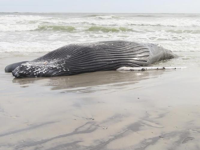 Marine commission: Whale deaths not linked to wind prep work