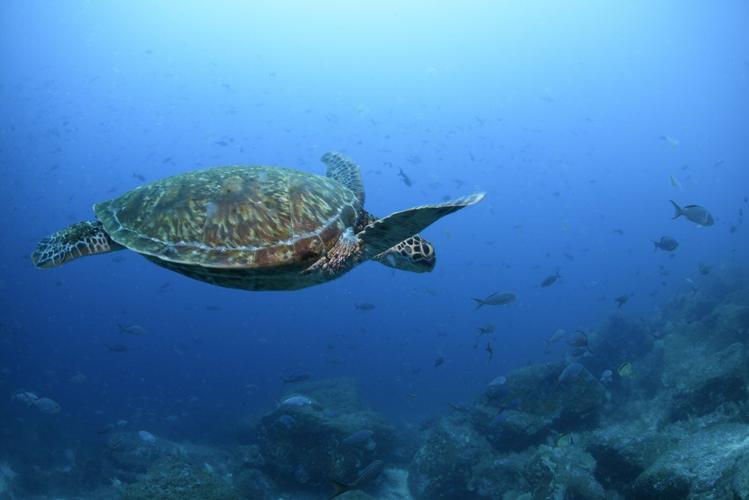 Nations ratify the world's first treaty to protect international waters