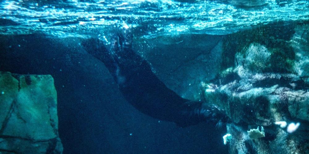 Sea otters unable to return to the wild form a mother-daughter bond in Aquarium’s surrogacy program